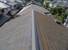ダイダイコケ 屋根