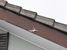 変換 ~ m20171206kra000002.jpg