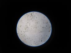 成田市 30倍のスコープで、外壁の状態をチェックします。その他打診棒を使ってサイディングの浮きなどを細かく調べます。 協伸 