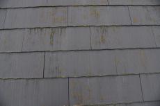 2019 1119 Gsama mae16.JPG