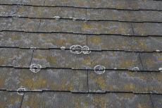 2019 1128 Tsama mae18.JPG