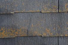 2019 1128 Tsama mae23.JPG