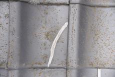 2019 1129 Osama mae48.JPG