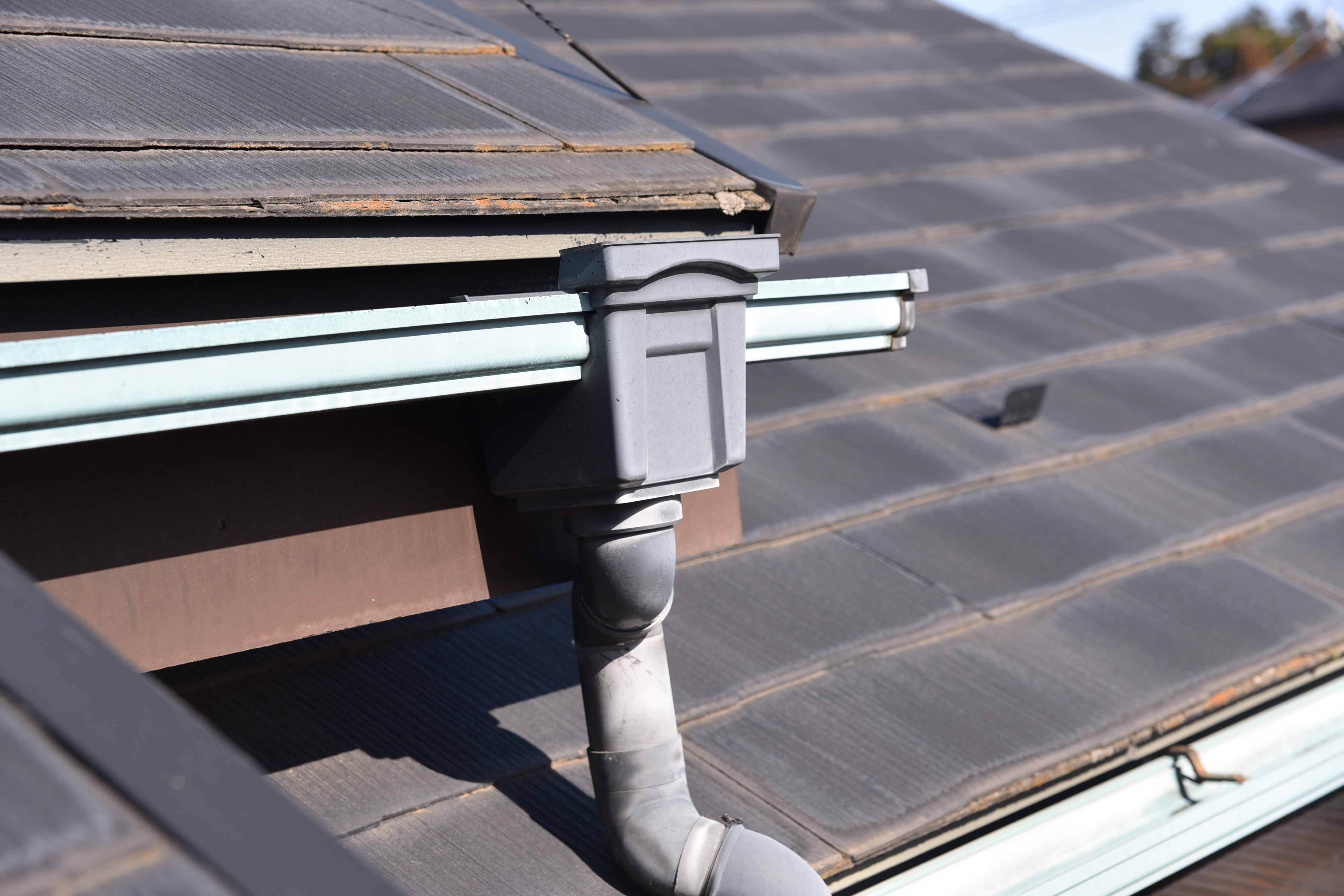 2019 1206 Msama mae16.JPG