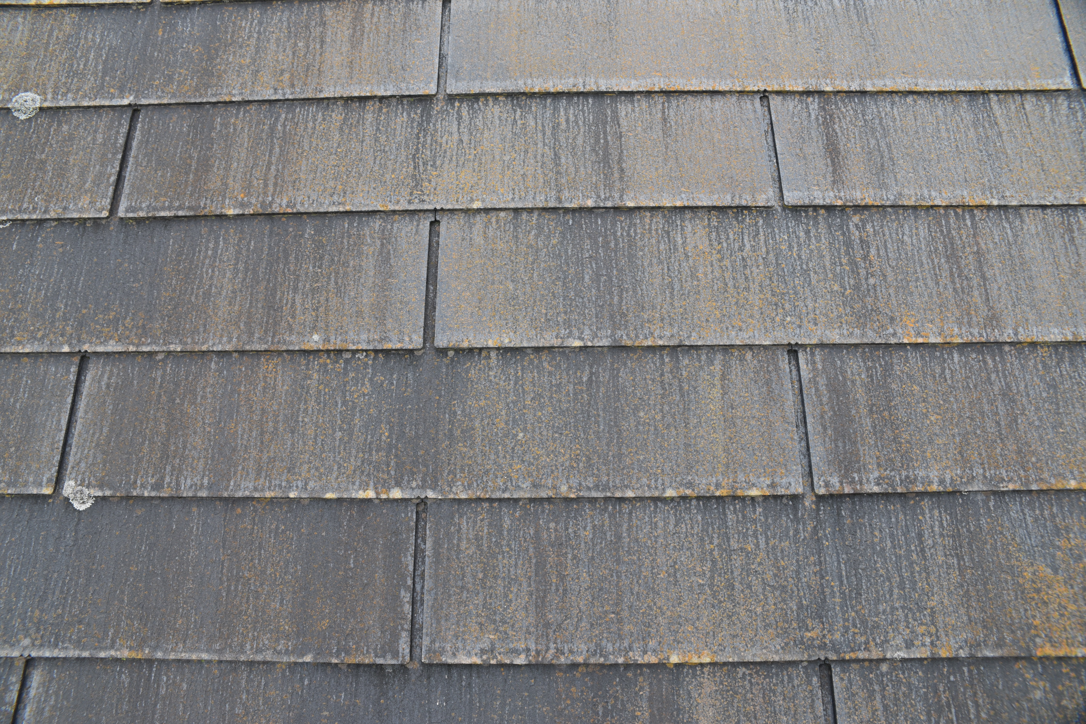 20190314 tsuchiya K sama mae08.JPG