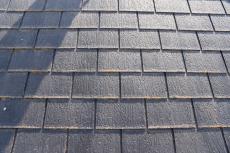 20190624  Msama mae33.JPG