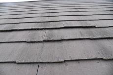 201909014 Tsama mae09.JPG