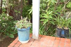 20190904  Ysama mae007.JPG