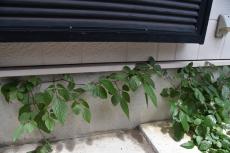 20191018 narita Ksama mae034.JPG