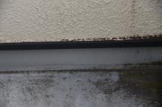 20191127 Ssama mae011.JPG