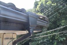 20191128 Nsama mae019.JPG