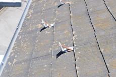 2020 0109 Wsama mae030.JPG