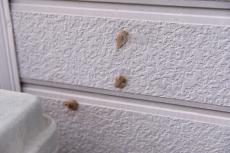 2020 0123 Osama mae022.JPG