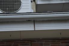 2020 0204 Osama mae21.JPG