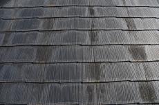 2020 0304 Nsama shisui mae033.JPG