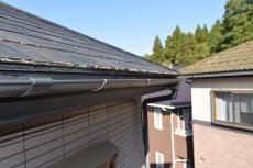 2020 0304 Nsama shisui mae034.JPG