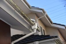 2020 0305 Tsama mae023.JPG