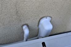 2020 0310 Nsama mae014.JPG