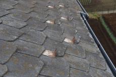 2020 0317 Tsama mae039.JPG