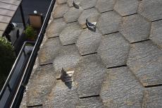 2020 0325 Ksama mae048.JPG