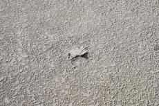 2020 0406 Tsama mae013.JPG