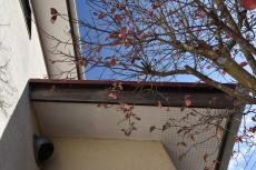 2020 0406 Tsama mae023.JPG