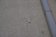 2020 0406 Tsama mae028.JPG