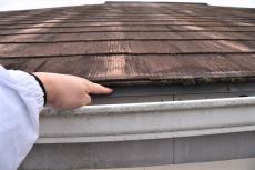 2020 0416 Tsama mae023.JPG