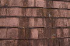 2020 0416 Tsama mae033.JPG