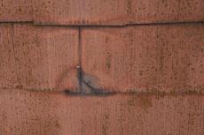 2020 0416 Tsama mae036.JPG