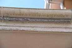 2020 0508 Ysama mae019.JPG