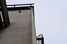 2020 0510 Isama mae24.JPG