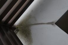 2020 0511 Ssama mae18.JPG