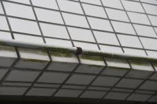 2020 0511 Ssama mae37.JPG