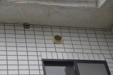 2020 0511 Ssama mae46.JPG