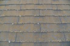 2020 0604 Ssama mae058.JPG