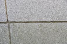 2020 0612 Ssama mae039.jpg