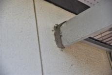 2020 0612 Ssama mae052.jpg