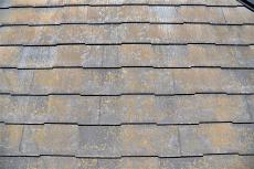 2020 0612 Ssama mae068.jpg