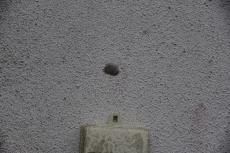 2020 0615 Tsama mae016.JPG