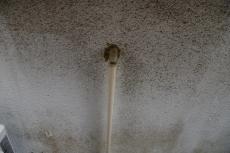 2020 0615 Tsama mae032.JPG