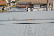 2020 0622 Ksama mae055.JPG