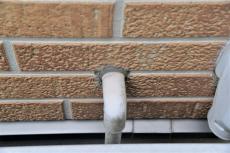 2020 0703 Msama mae025.JPG