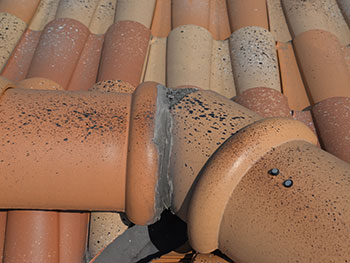 2020_1020_Tsama_mae20.pg