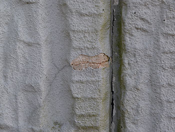 2020_1128_Tsama_mae14.pg