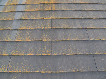 2021_0303_Ksama_mae20.pg