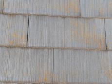 コケ コロニアル