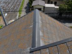 コケ　コロニアル