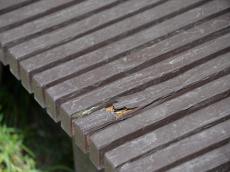 濡れ縁　剥がれ