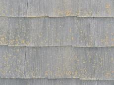 コロニアル　コケ